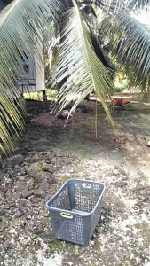 Bibit kelapa puyuh pohon pendek berbuah