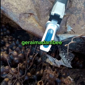 Madu Murni Asli Original 1 kg | Klanceng Trigona Liar/Bambu (Biroi) Madu Tawon Lebah Kelulut Lanceng Hutan Penangkaran..Madu Alami Tanpa Proses.. Klanceng Mentah.. Klanceng Asli Madu Klulut Trigona | Geraimadanibee