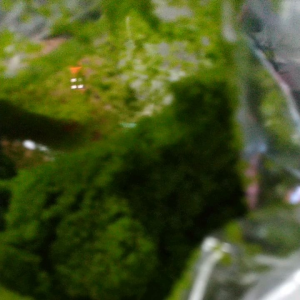 ผลั๋มพืชน้ำ300g.