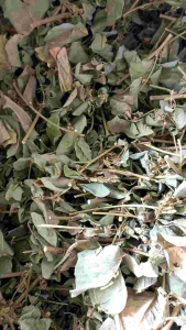 Kim tiền thảo khô 1kg giá nhà vườn khô thơm sạch