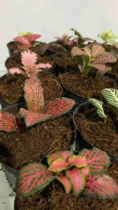 Fittonia Varieties (Single & Small Stem) 14 Varieties Available Garden