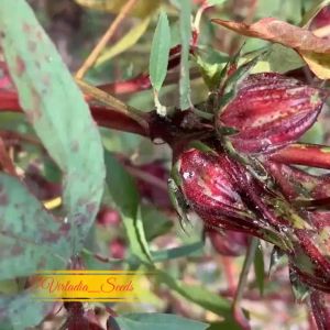 [Virladia Seeds] Biji Benih tanaman herbal Rosella Merah