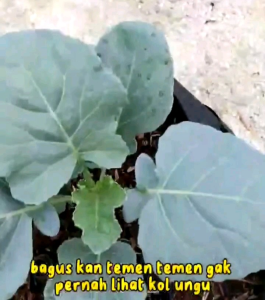 15 BUTIR BIJI/BENIH KOL UNGU CARBAGE PURPLE