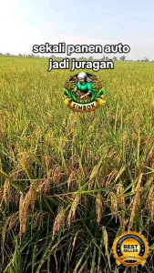 BENIH PADI SIMBOK MENTES SUPER PREMIUM KEMASAN 5KG