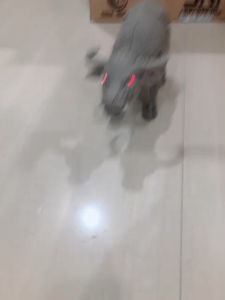 Mainan Kerbau Cattle World - Mainan Binatang Kerbau 333-19