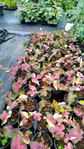 4 นิ้ว ต้นบอนสีสวยสวย ต้นบอนสีนอกตู้อบ ต้นบอนสีแข็งแรง เบอร์เครื่องของเครื่องมือที่จะซื้อ