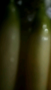 MELATI IMITASI SUNDA