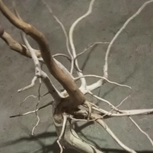 Ranting kayu kopi tangkringan burung bisa juga dijadikan bonsai hiasan rumah
