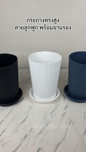 กระถางทรงสูงลายลูกฟูก ขนาด 9 นิ้ว และ 8 นิ้ว พร้อมจานรอง มี 3 สี กระถางแข็งแรง พลาสติกหนาอย่างดี น้ำหนักเบา แต่งบ้านแต่งคอนโดแต่งสวน