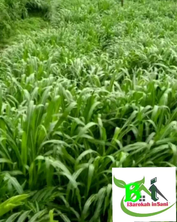 10 KG ,BIBIT RUMPUT SATRIA/SATARIA ,,solusi pakan hewan ternak sapi ...