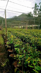 ต้นทุเรียนหมอนทองเสียบยอดแล้วพร้อมลงแปลงปลูกสูง40-60ชม.ชุด2ต้น* ชื้อ10ต้นแถม1ต้น