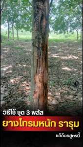 ชุด 3 พลัส ฟื้นต้นโทรม หยุดเชื้อราระบาด | บิ๊กรับเบอร์ + บีจีลีฟ + บิ๊กอะมิโนพืช