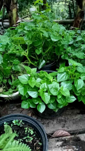 Sirih Cina Daun Seuruhan Segar 1 kg