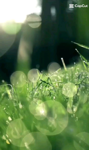 Sepatu Pria Dewasa Allstar 70s High Shoes