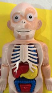 โมเดลร่างกายมนุษย์ ของเล่นเสริมความรู้ด้านวิทยาศาสตร์ human body model