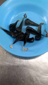 Empedu kering Cobra. Obat kulit. Obat gatal