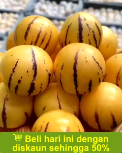 Bibit Buah Unggul Pepino Kuning Buah ini Dari Amerika Buah Pepino Adalah Buah Asli Andes Amerika Selatan karena rasa dan teksturnya yang mirip dengan melon dan mentimun. Buah ini memiliki berbagai manfaat kesehatan