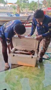 เหยื่อตกปลากดหัวหน้าเผ่า300กรัมเซ็ท2กระปุก