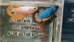 Ready Stock][Random Pick] Female Ikan Laga(Betina)3month fish /Pilih secara Rawak/Telur Penuh pada ikan/ can breed / healthy fish / Dragon / Fancy / White Butterfly / Yellow Fancy / Mustard Gas / Red Mascot / Monster Fancy