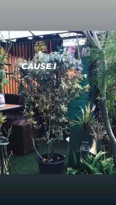 ส่งฟรี ครู ถามกระดูมไม้ใบเงิน 200cM+ ต้นสูง สวยงาม และดูเก๋ กระทำ 17 นิ้ว แต่ง บ้าน- ร้าน กาแฟสด สด สวน งานแต่งงาน งานมงคล ดิสเพลย์ ประหยัด ในทั้งที่ที่ สามารถกระตุ้นกับ ปลูก มาดูยิ่งขึ้น