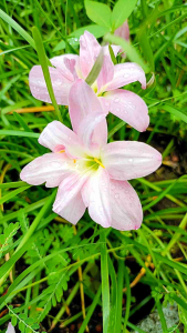 บัวดิน Z. Bunny beep 5 หัว