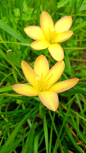 บัวดิน Kings ransom ชุด 3 หัว