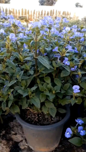 บลูฮาวาย กระถาง 11 นิ้ว ต้นสวยไม้กระถางแข็งแรง (กทม)