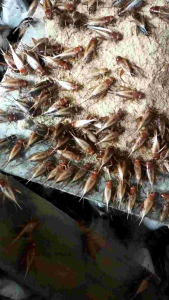 TELUR JANGKRIK MADU KUNYIT KUALITAS SUPER 1kg