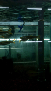 Yellowtail Rasbora/Rasbora Tornieri/Ornamental fish/Freshwater/Readystock