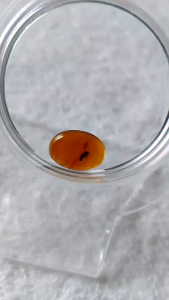 รอบที่-1 ก-20 อำพันพม่าแบบมีแมลง อำพันแท้ 100%