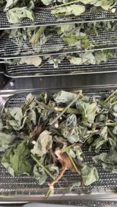 ต้นครอบจักรวาลออแกนิคอบแห้ง(บรรจุ25กรัม)