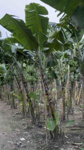 หน่อกล้วยหักมุก นวล ไม่มีเม็ด ในเนื้อกล้วย ( ไส้เหลือง ) + หน่อกล้วยหอมทอง ( ท่ายาง ) ขุดสด พร้อมส่ง