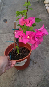 Bunga Kertas Hidup dalam pasu  (Pink) Bougainvillea Flower Live Plant