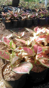 aglonema 4 pohon termurah terlaris 5-8 daun