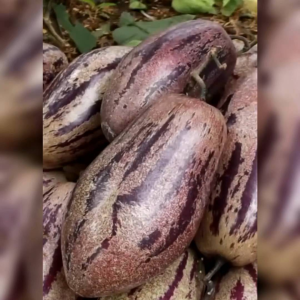 BENIH PEPINO UNGU (KEMASAN ORIGINAL)