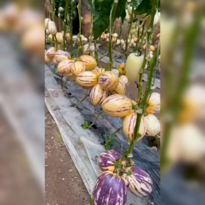 10 BIJI BENIH MELON PEPINO KUNING