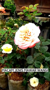 PROMO isi 10 butir benih mawar EMMA PARFUM ROSE IMPORT