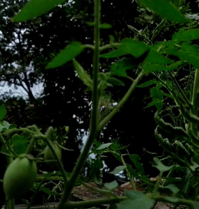 20 BUTIR BIJI | BENIH TANAMAN TOMAT MARTA F1