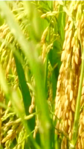 benih padi IR 64 kemasan 1kg kualitas unggul tahan rebah