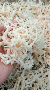 Rumput laut kering isi 100 gram Hasil Rempah - Rempah Alam kwalitas premium