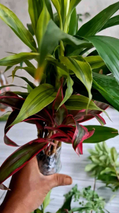 paket 3 jenis tanaman bambu hoki srirejeki tanaman media air indoor hiasan meja