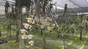 เอื้อง สายน้ำผึ้งลาว Dendrobium primulinum Laos