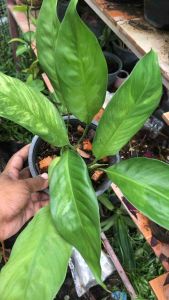 เดหลีด่าง กระถาง6นิ้ว ส่งแบบห่อตุ้ม