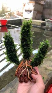 Pohon Cemara Aquascape: Tanaman Air Tahan Lama untuk Dekorasi Aquarium Alami