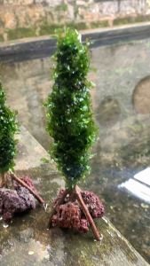 Pohon Cemara Aquascape: Hiasan Aquarium yang Cantik