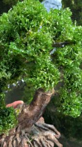 Pohon Bonsai Aquascape Tinggi 30cm Panjang 25cm