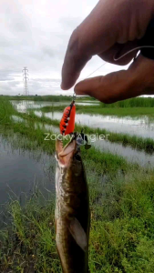 Soft Frog Rasa Jaws SM Lure 4 Cm Slim: Umpan Casting Gabus Berisik