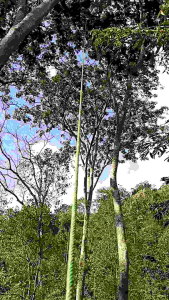 Petai segar baru petik 10 papan di petik langsung dari pohon