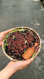 1kg trà gạo lức đậu đen lòng xanh lá dứa Trà Gạo Rang Nhật Chất Lượng Trà Lá Dứa Gạo Lứt Đóng Gói Tiện Lợi Trà Gạo Lứt Phân Loại Đa Dạng - Lazada