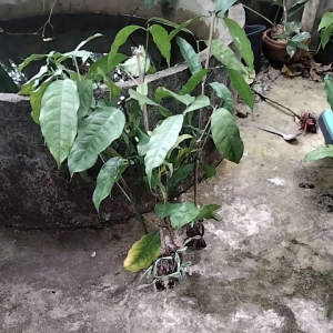 10 กิ่งพันผักเขลียง ผักเหลียง ผักเหมียง กิ่งพันผักเขลียง ผักเหลียง ผักเหมียง